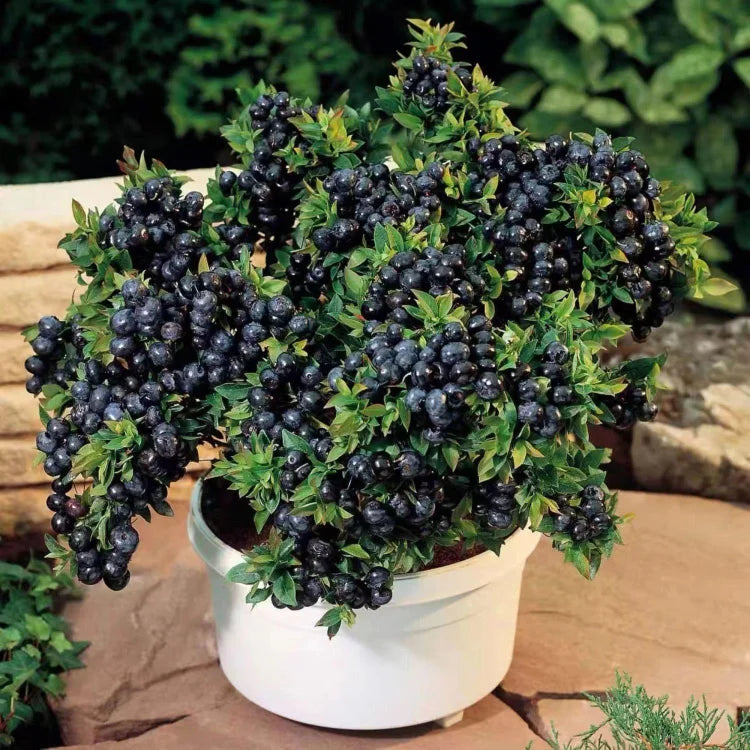 Blueberry Fruit Seeds (20 Seeds)