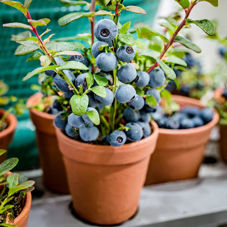 Blueberry Fruit Seeds (20 Seeds)