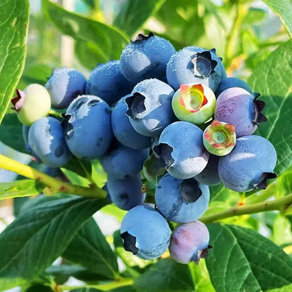 Blueberry Fruit Seeds (20 Seeds)