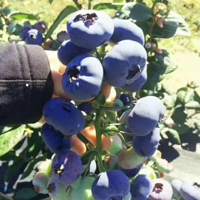 Blueberry Fruit Seeds (20 Seeds)