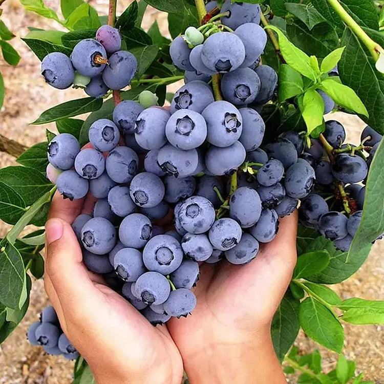 Blueberry Fruit Seeds (20 Seeds)