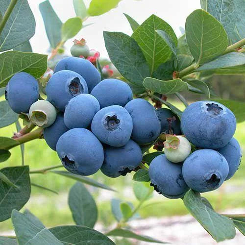 Blueberry Fruit Seeds (20 Seeds)