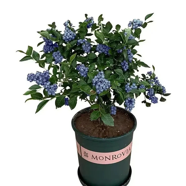 Blueberry Fruit Seeds (20 Seeds)