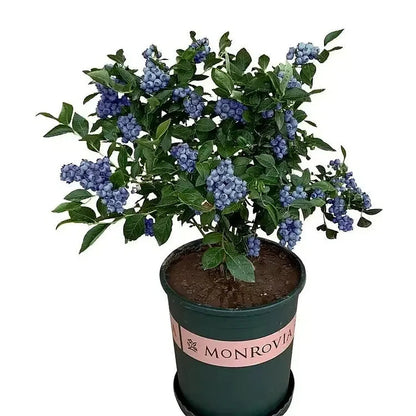 Blueberry Fruit Seeds (20 Seeds)
