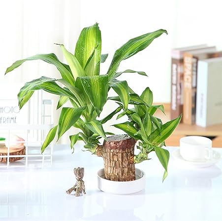 Lucky Wood Plant | ⭐️⭐️⭐️⭐️ 4.9/5 Reviews | 🔥 [BUY 1 GET 1 FREE]