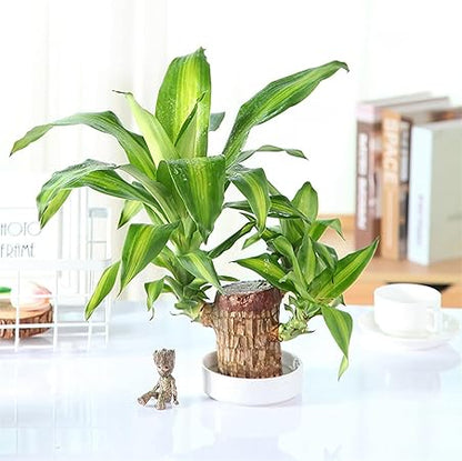 Lucky Wood Plant | ⭐️⭐️⭐️⭐️ 4.9/5 Reviews | 🔥 [BUY 1 GET 1 FREE]