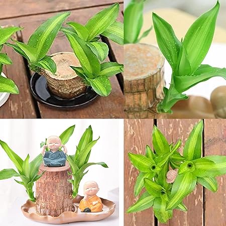 Lucky Wood Plant | ⭐️⭐️⭐️⭐️ 4.9/5 Reviews | 🔥 [BUY 1 GET 1 FREE]