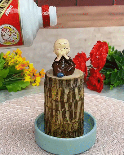 Lucky Wood Plant | ⭐️⭐️⭐️⭐️ 4.9/5 Reviews | 🔥 [BUY 1 GET 1 FREE]