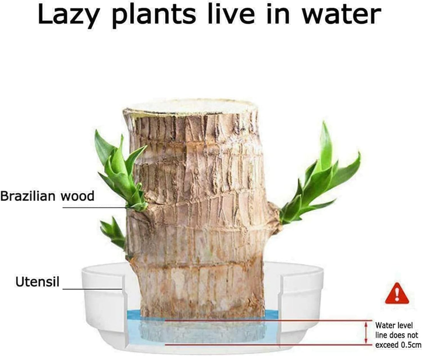 Lucky Wood Plant | ⭐️⭐️⭐️⭐️ 4.9/5 Reviews | 🔥 [BUY 1 GET 1 FREE]